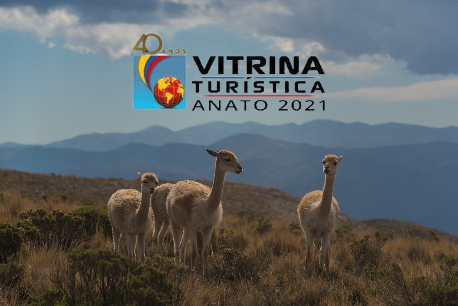 tres alpacas y el logo de Vitrina de ANATO 2021, Argentina