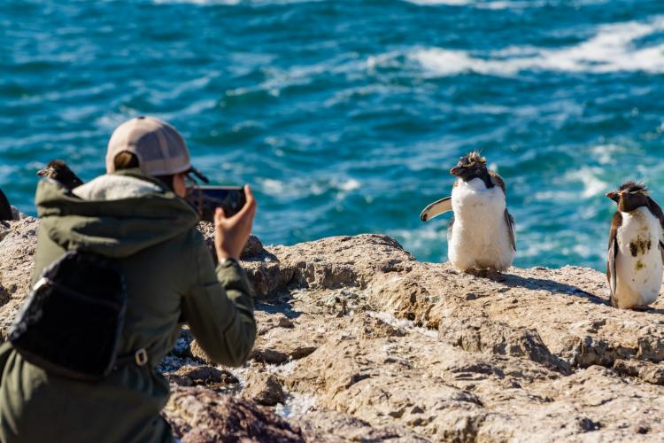 Avistaje de Pinguinos. Créditos Visit Argentina
