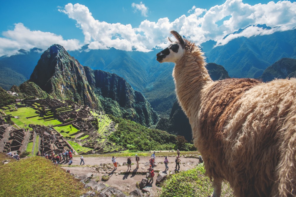 Perú en FITUR, llama en el Macchu Pichu