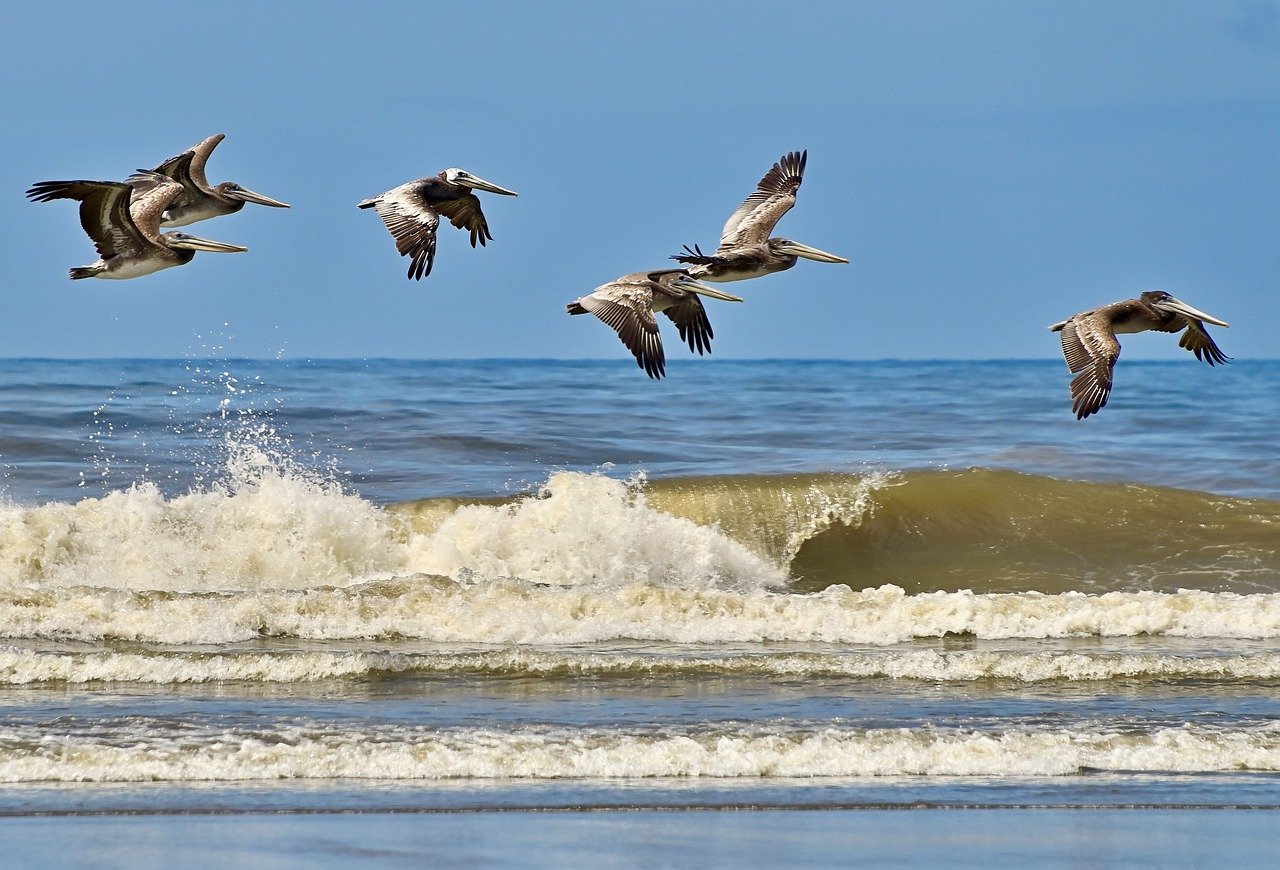 aves playeras