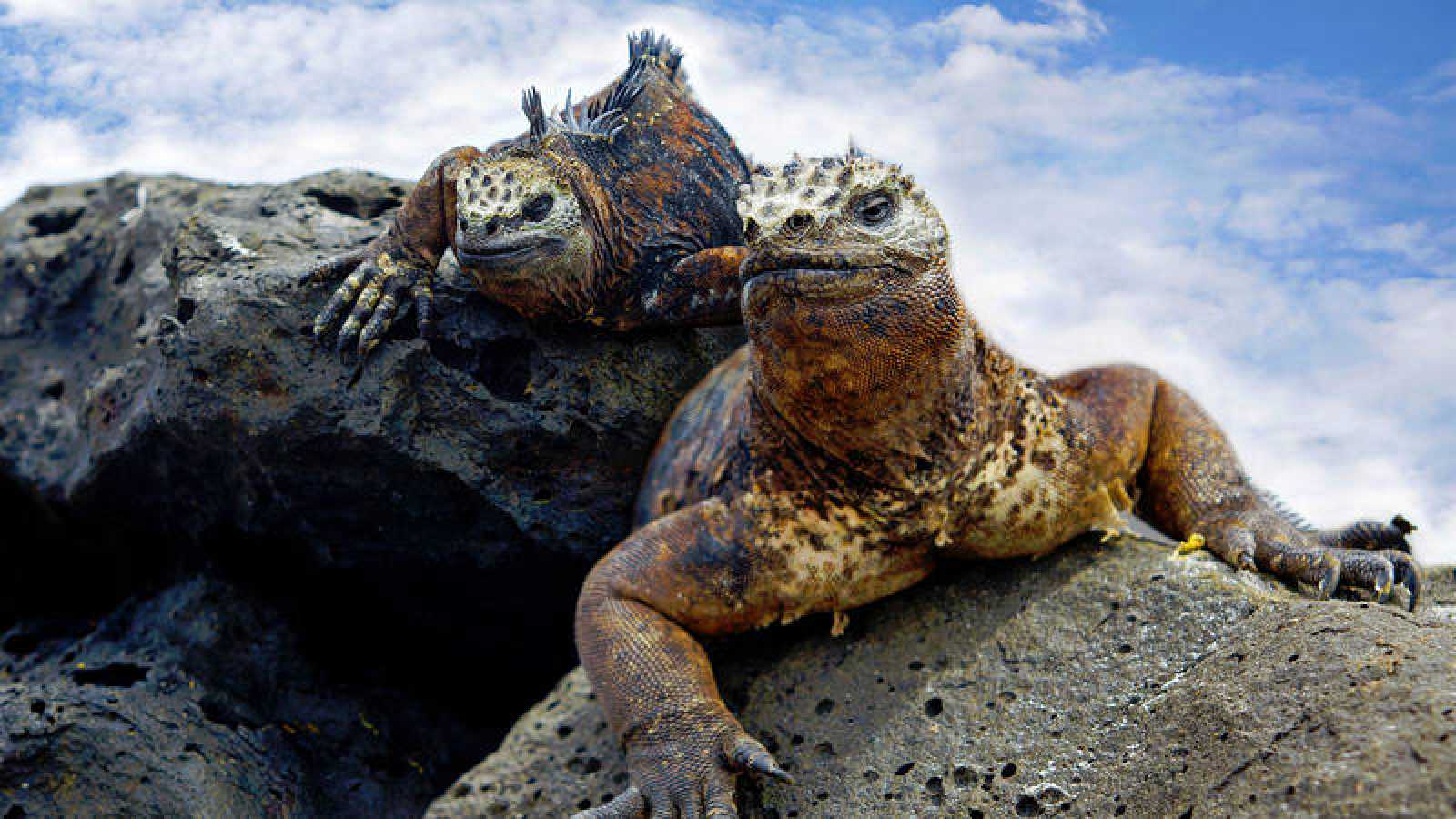 Galápagos