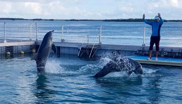 delfiario jardines del rey