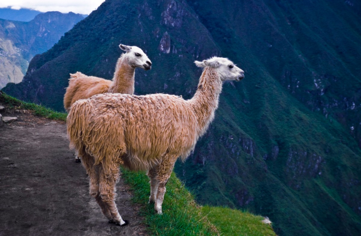 llamas en Machu Picchu