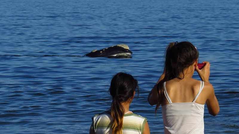 Uruguay  se consolida como destino de avistamiento de ballenas 