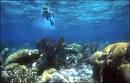 Belice: Arrecifes de este país y parque colombiano de los Katíos se incluyen entre “Patrimonios en Peligro”