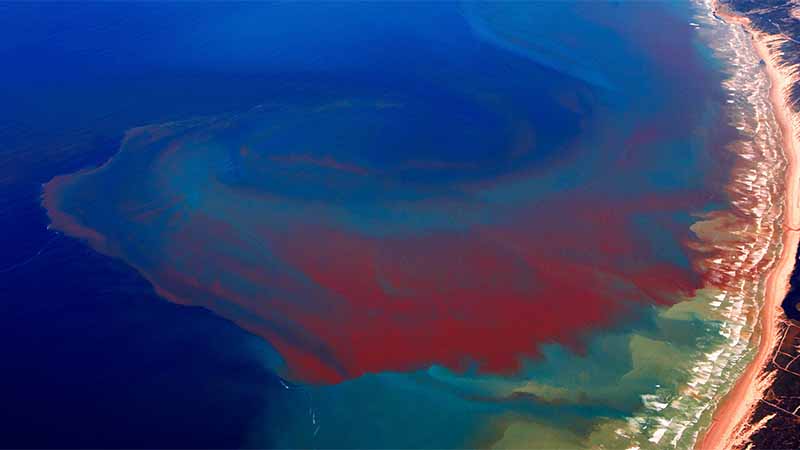 Florida en alerta por marea roja